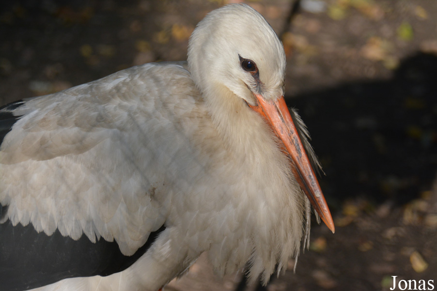 Ciconia ciconia