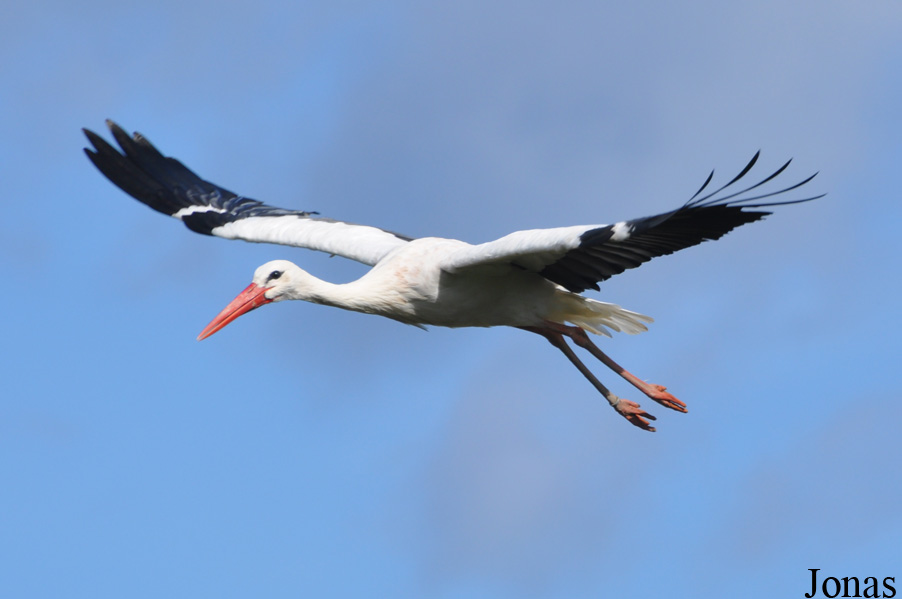 Ciconia ciconia