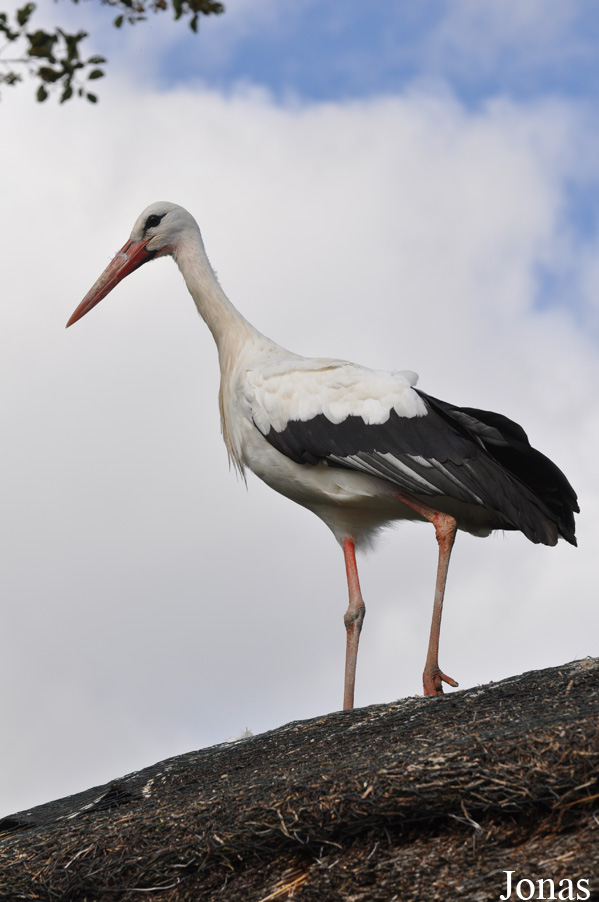 Ciconia ciconia