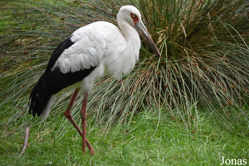 Ciconia maguari