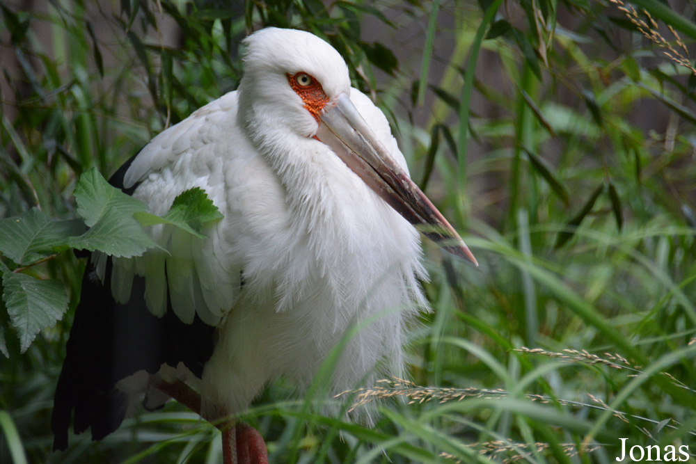 Ciconia maguari