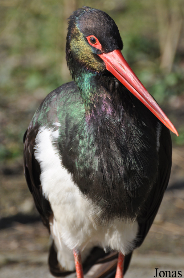 Ciconia nigra
