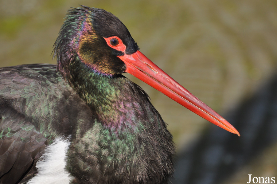 Ciconia nigra