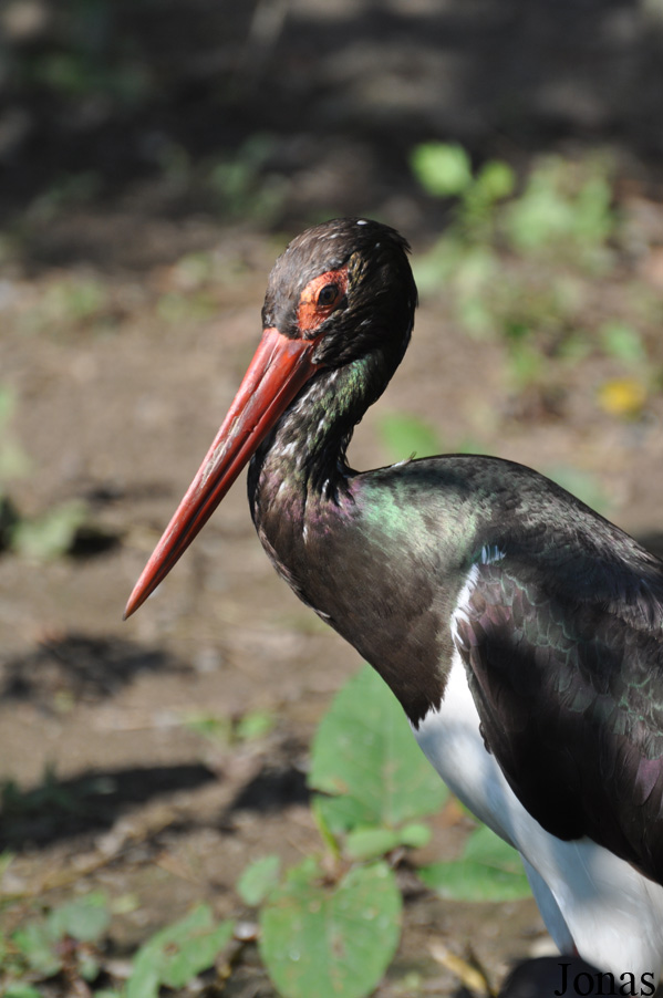 Ciconia nigra
