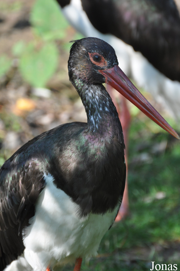 Ciconia nigra
