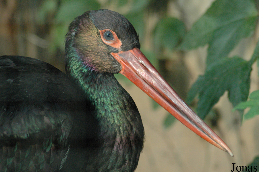Ciconia nigra