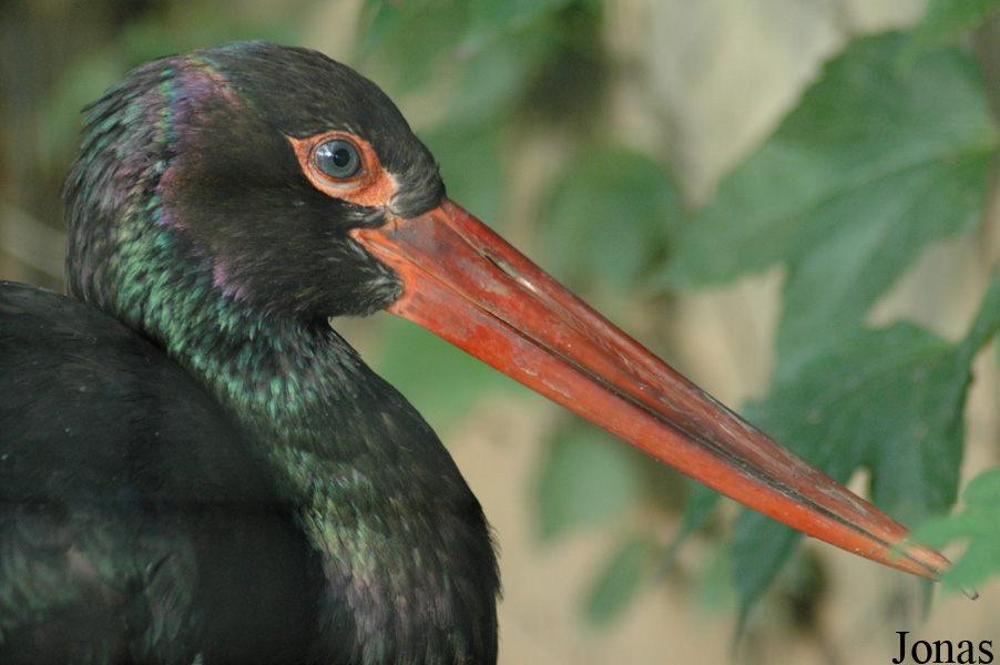 Ciconia nigra