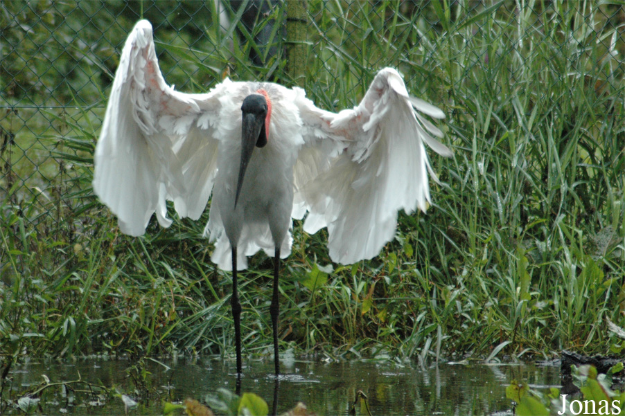 Jabiru mycteria