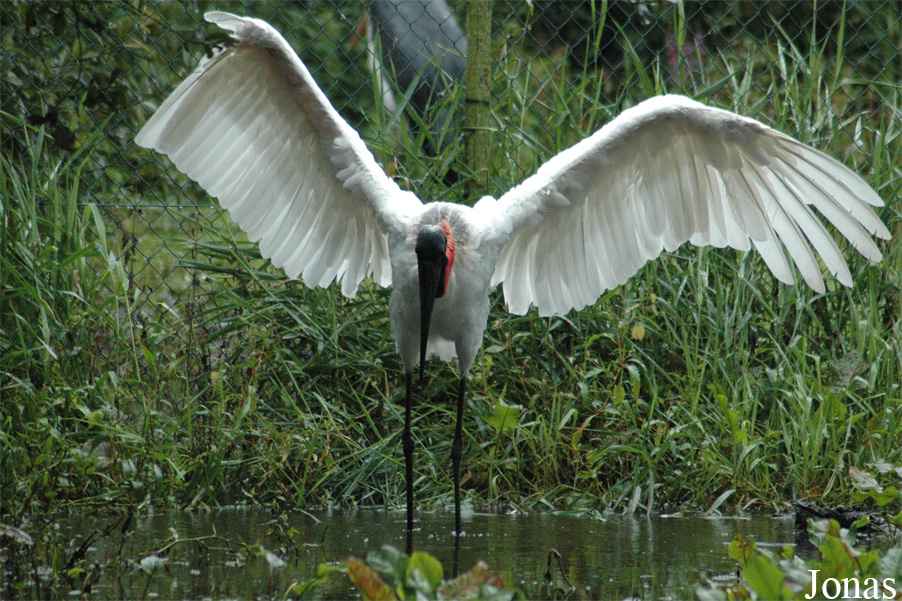 Jabiru mycteria