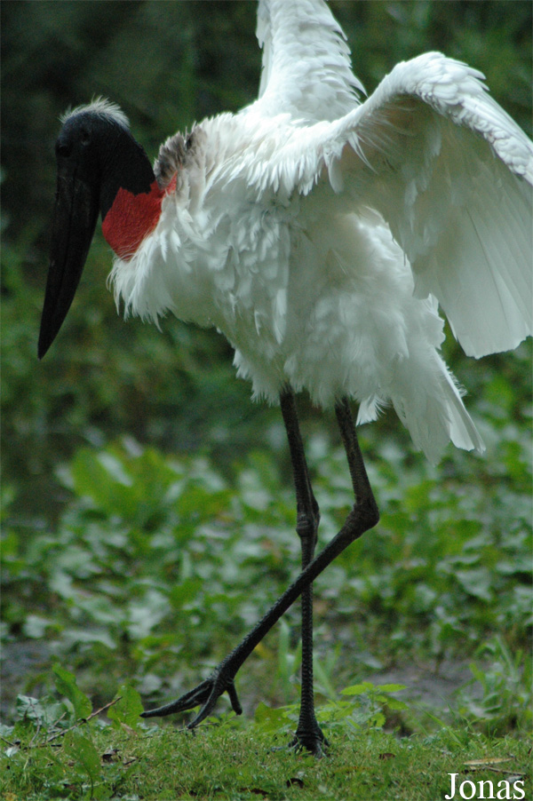 Jabiru mycteria
