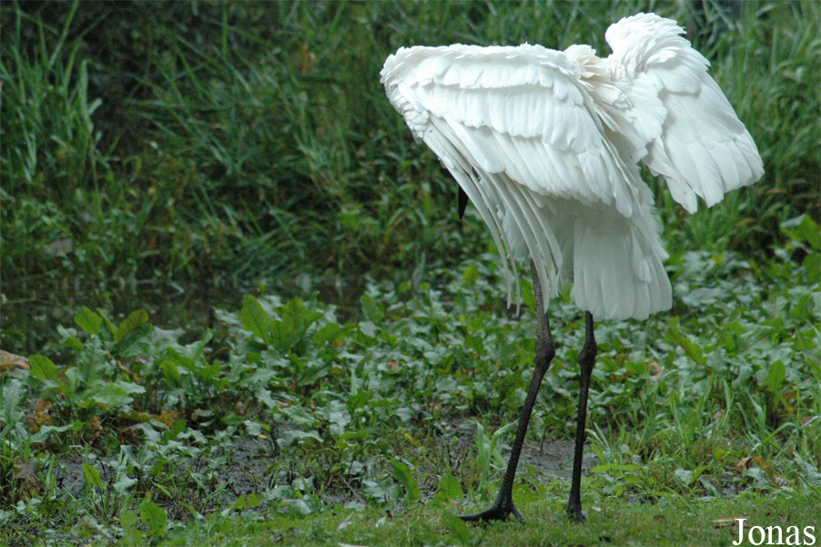 Jabiru mycteria