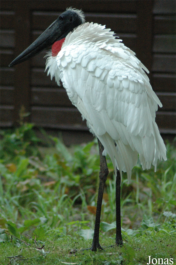 Jabiru mycteria