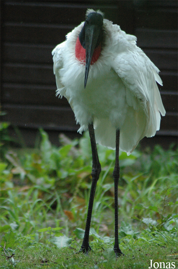 Jabiru mycteria