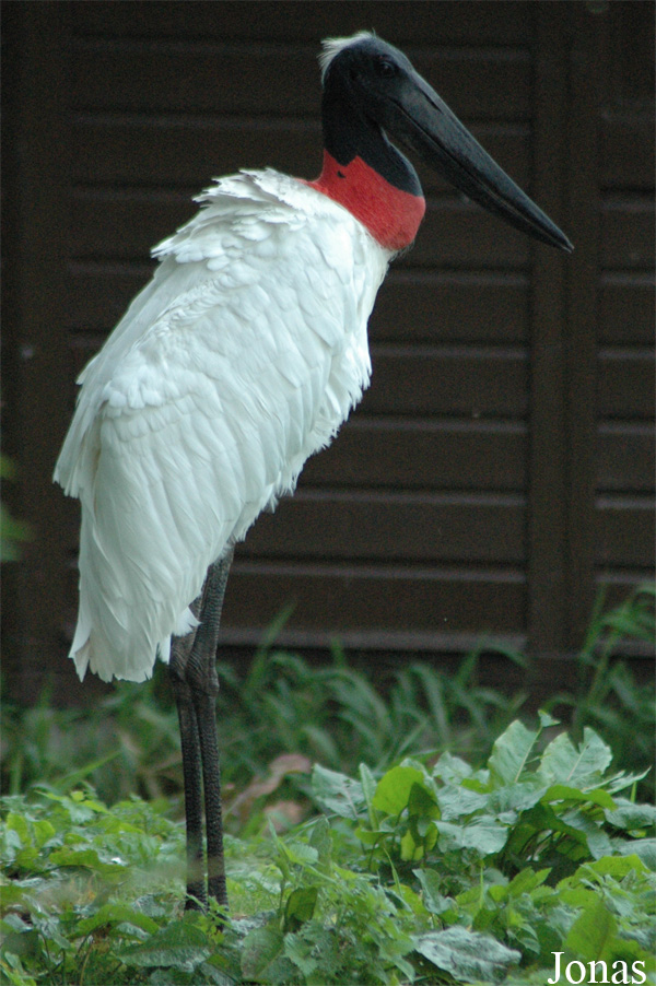 Jabiru mycteria