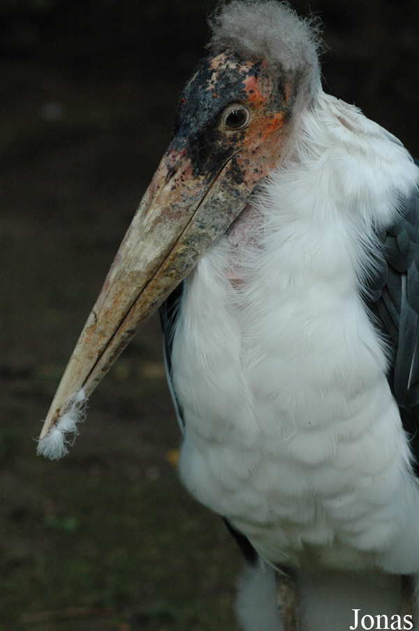 Leptoptilos crumeniferus