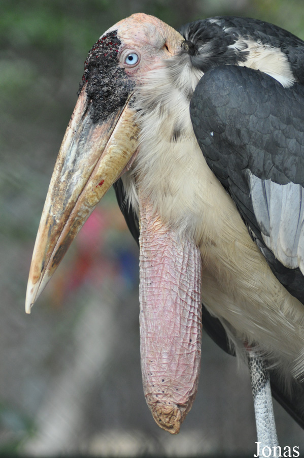 Leptoptilos dubius