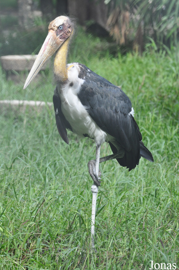 Leptoptilos javanicus