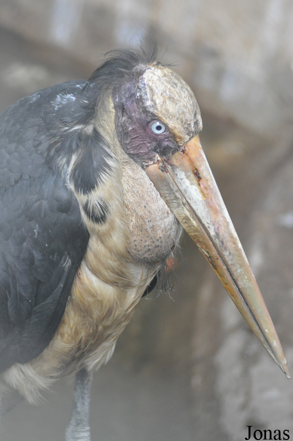 Leptoptilos javanicus