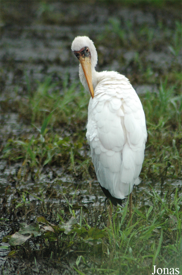 Mycteria cinerea