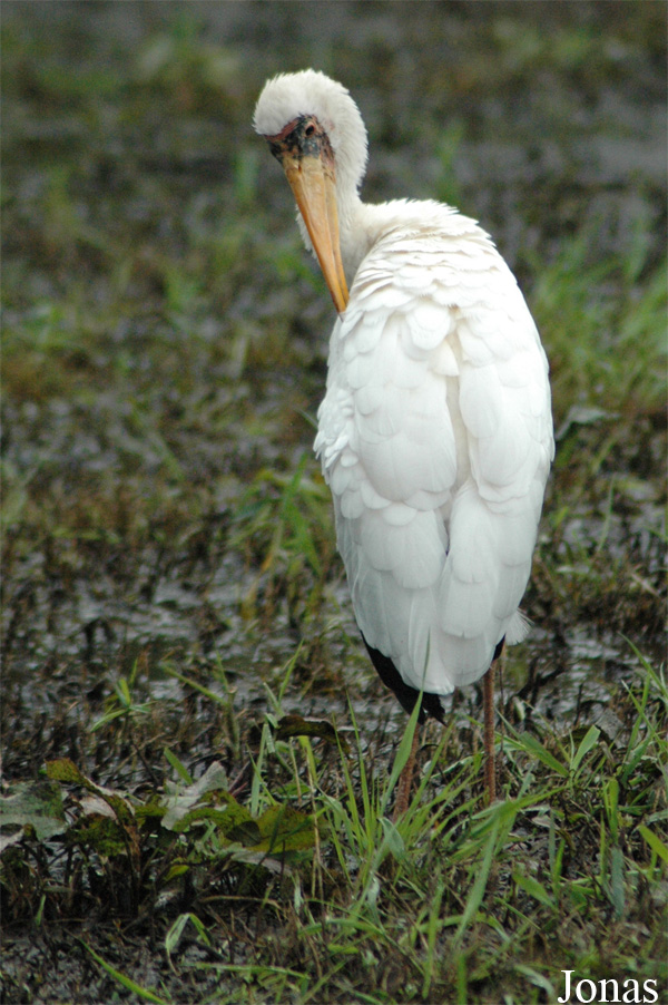 Mycteria cinerea