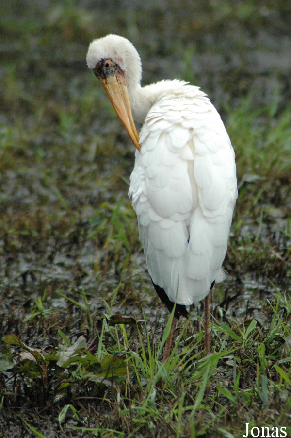 Mycteria cinerea
