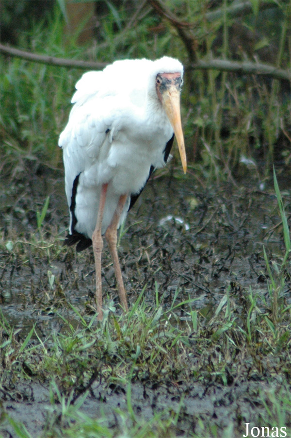 Mycteria cinerea