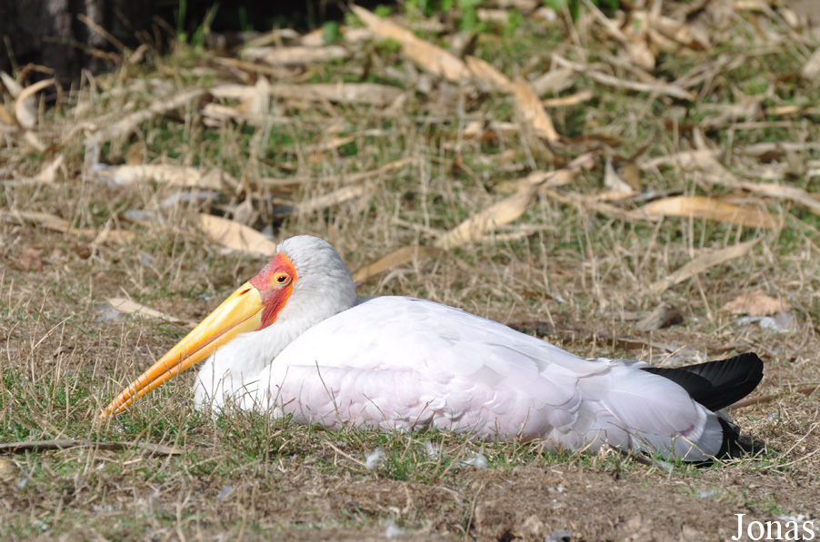 Mycteria ibis