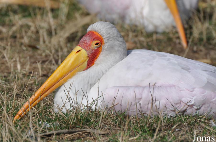 Mycteria ibis