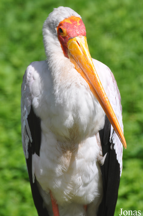 Mycteria ibis