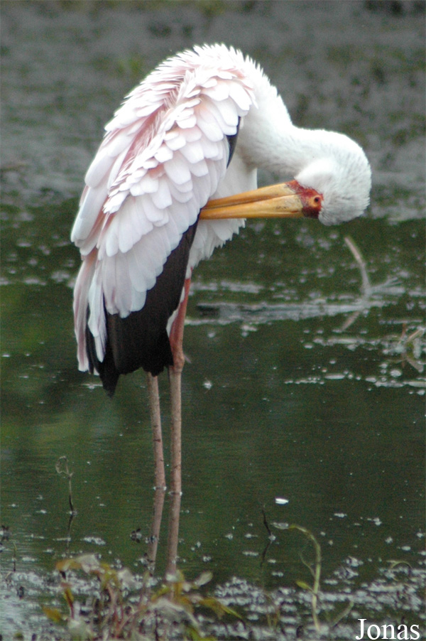 Mycteria ibis