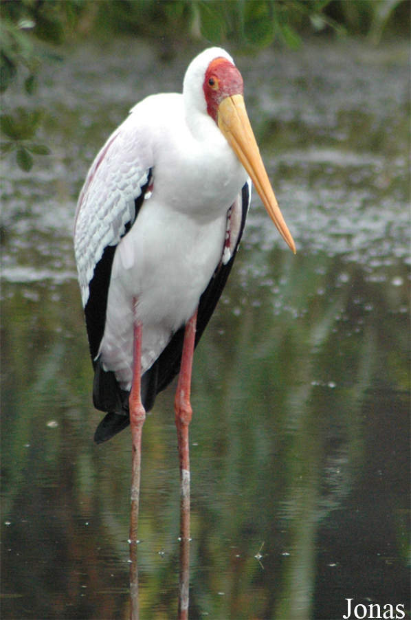 Mycteria ibis