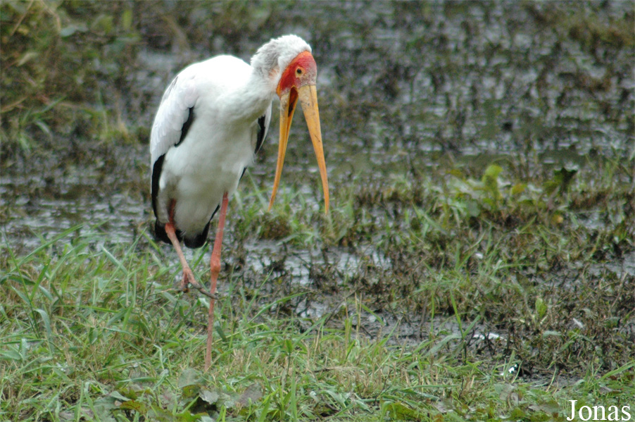 Mycteria ibis