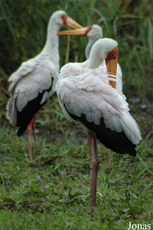 Mycteria ibis