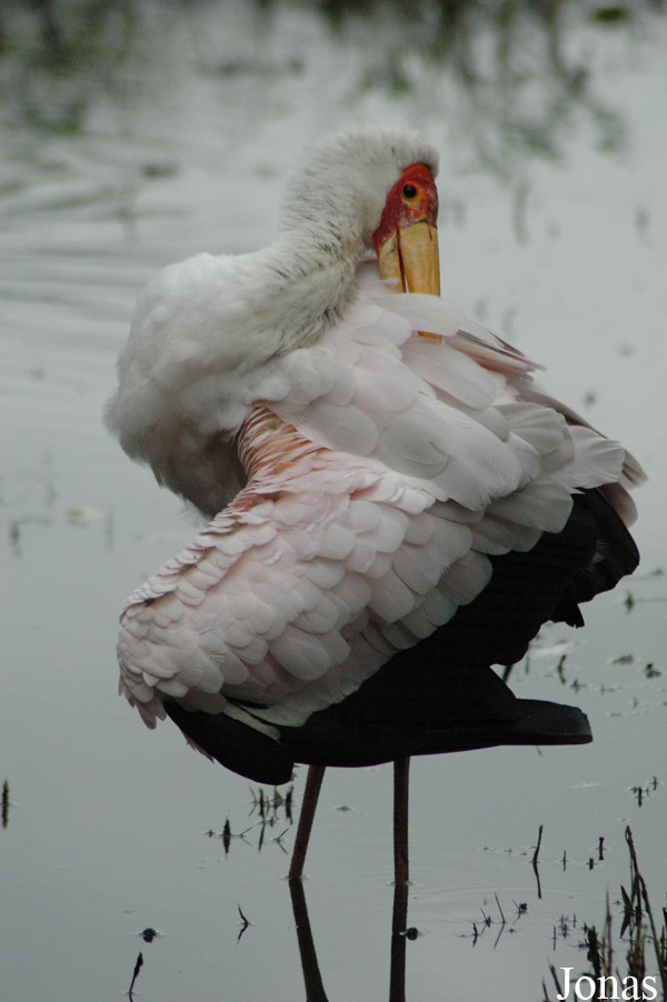 Mycteria ibis