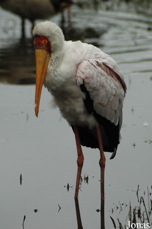 Mycteria ibis