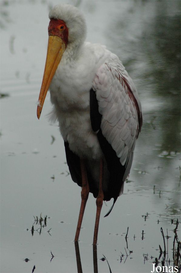 Mycteria ibis
