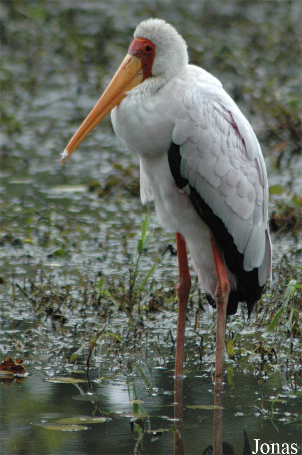 Mycteria ibis