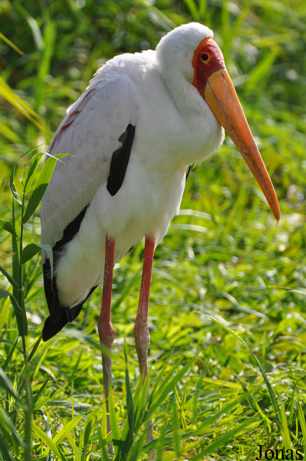 Mycteria ibis