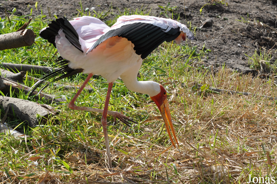 Mycteria ibis