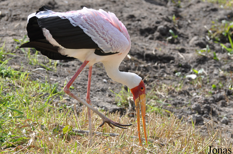 Mycteria ibis