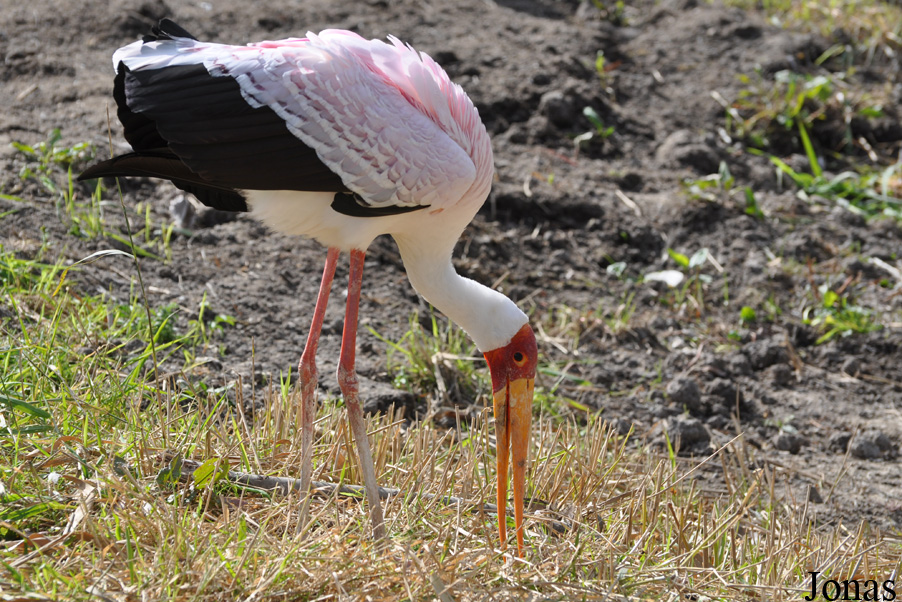 Mycteria ibis