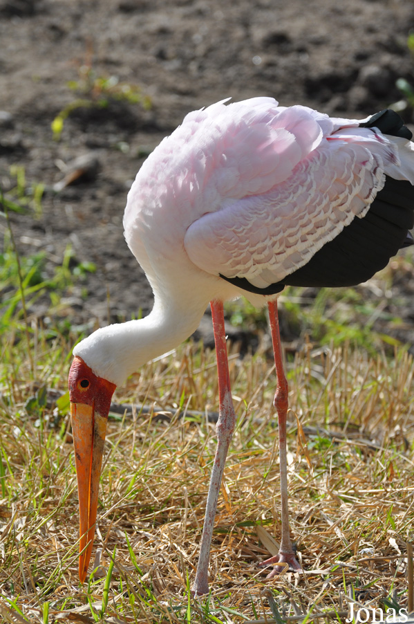Mycteria ibis