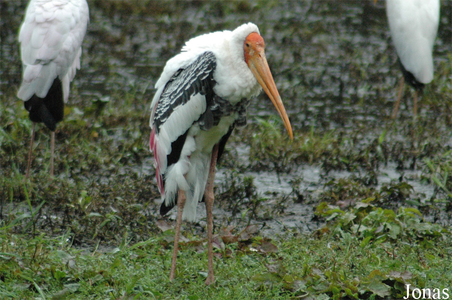 Mycteria leucocephala