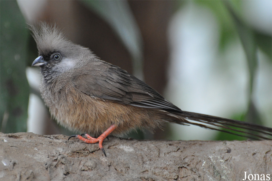 Colius striatus