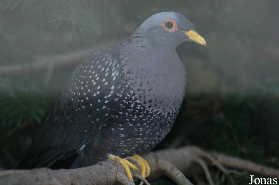 Columba arquatrix