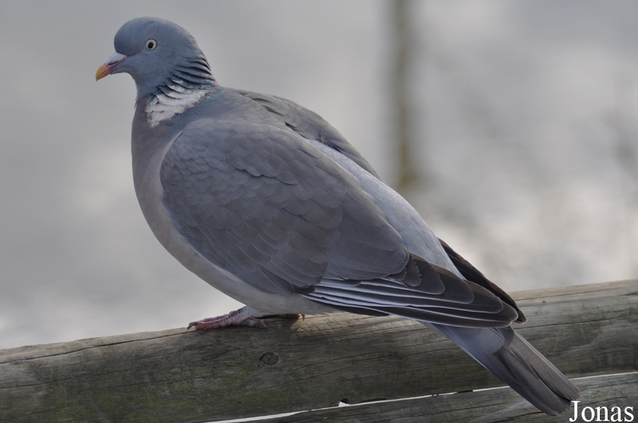 Columba palumbus