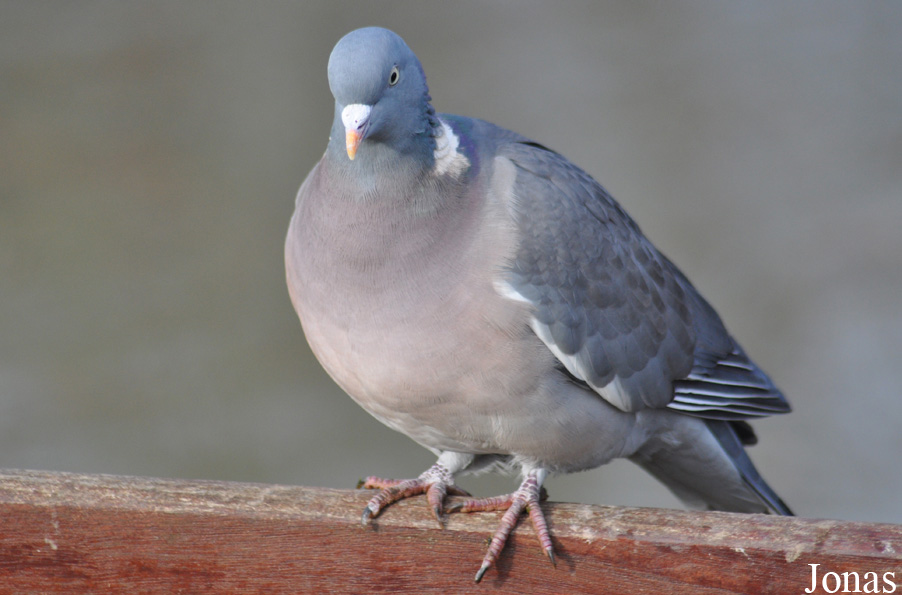 Columba palumbus