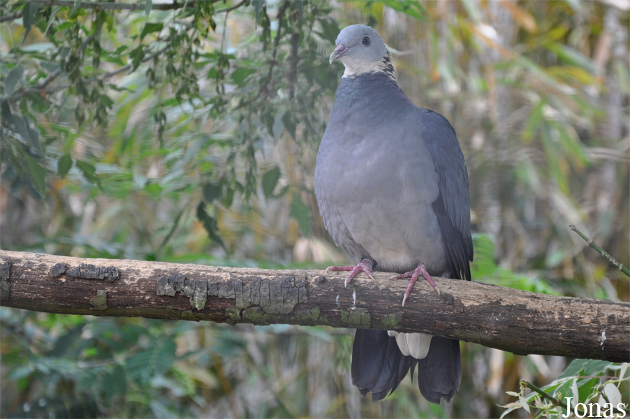 Columba pulchricollis