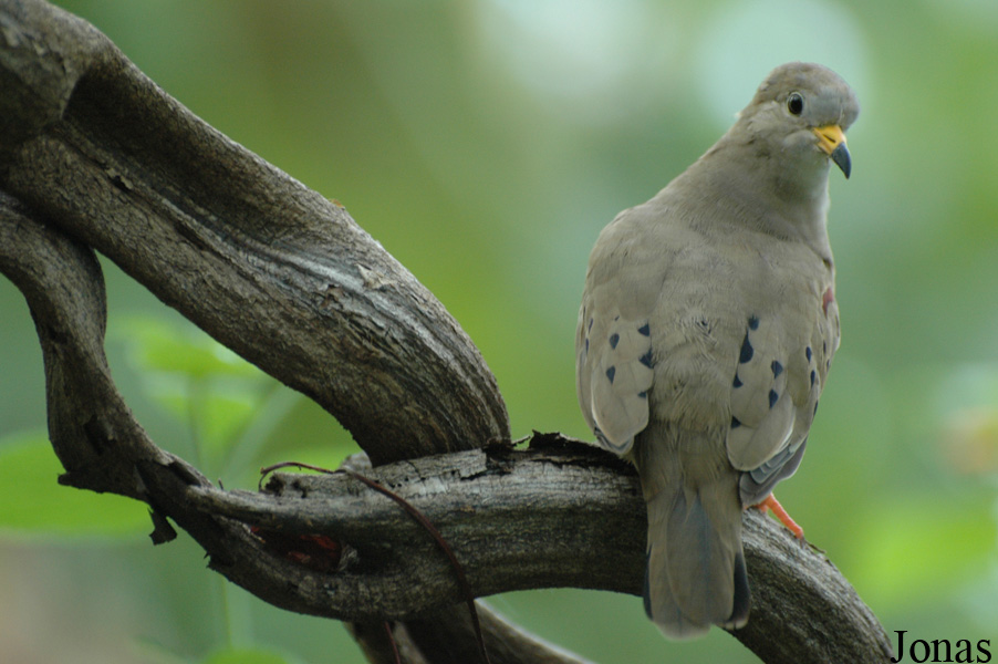 Columbina cruziana