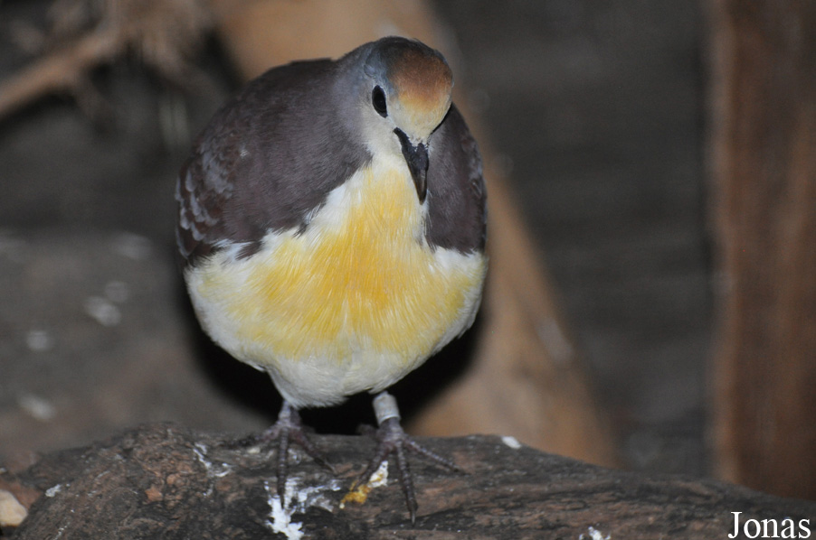 Gallicolumba rufigula